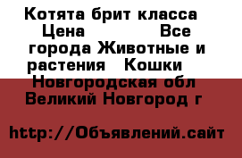 Котята брит класса › Цена ­ 20 000 - Все города Животные и растения » Кошки   . Новгородская обл.,Великий Новгород г.